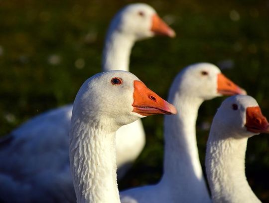 Podejrzenie ptasiej grypy w powiecie ostrowskim