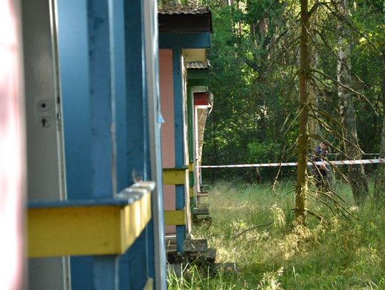 Policjant raniony nożem. Trwa obława