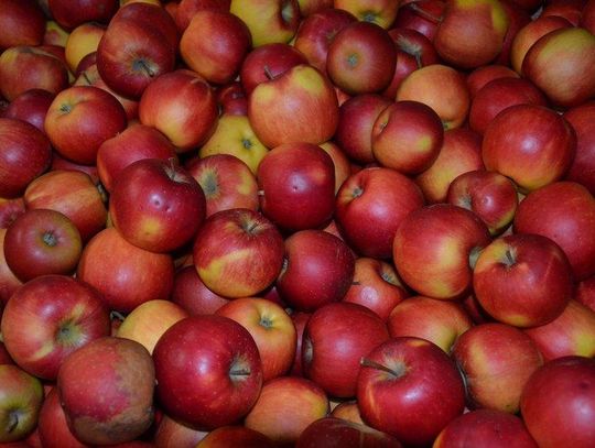 Polskie jabłka cenione w świecie