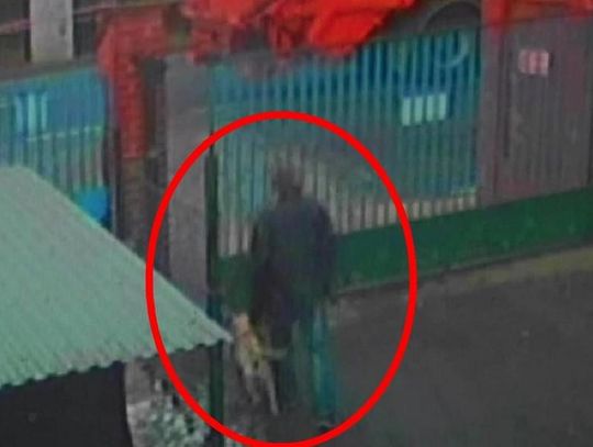 Porwał własnego psa ze schroniska i ukrył przed policją  WIDEO