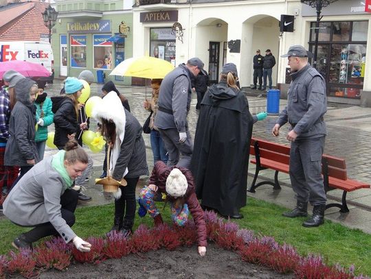 Posadzili 300 żonkili przed ratuszem ZDJĘCIA