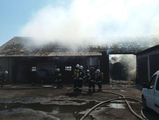 Pożar budynku gospodarczego w Zbiersku. W środku zwierzęta ZDJĘCIA