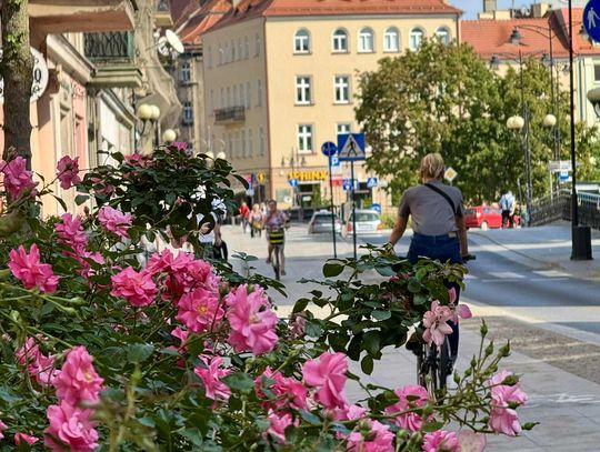 Praca w Dino, w szpitalu, Nestle... NOWE oferty - Kalisz i okolice