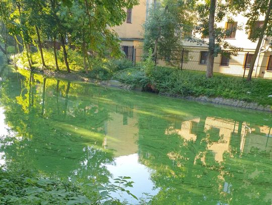 Prosna zzieleniała. „Czegoś takiego jeszcze nie było, jakby ktoś farbę wylał” ZDJĘCIA