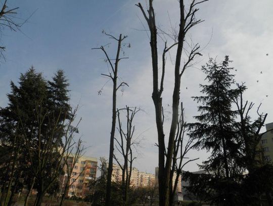 Protesty na Dobrzecu: najpierw o ptaki, teraz o drzewa. Każda decyzja zła