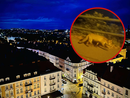 Przechadzał się po centrum Kalisza. „To coraz częstszy widok”