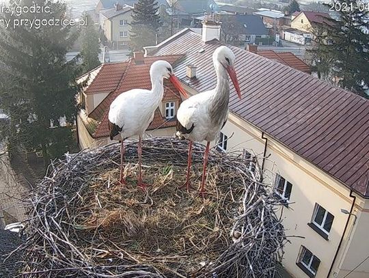 Przygoda doleciała. Czekamy na pierwsze jajo w najsłynniejszym bocianim gnieździe ZDJĘCIA