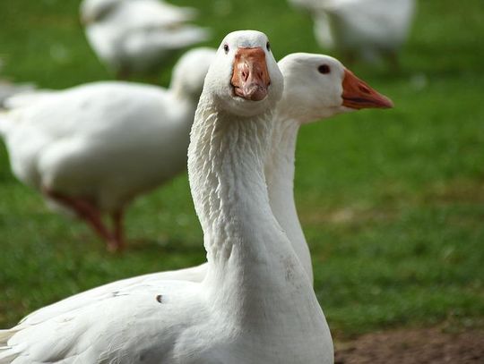 Ptasia grypa u naszych sąsiadów. 14 tysięcy gęsi do likwidacji