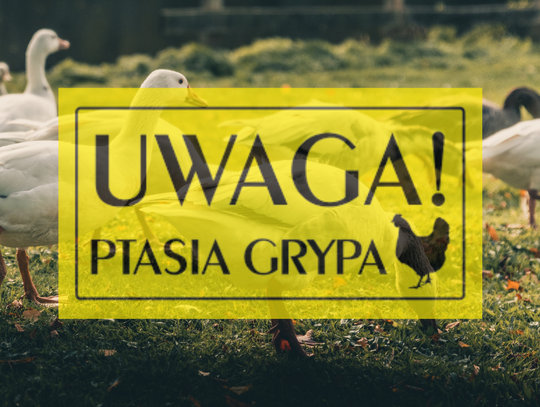 Ptasia grypa w powiecie kaliskim. Zagazowano prawie 15 tysięcy kaczek!