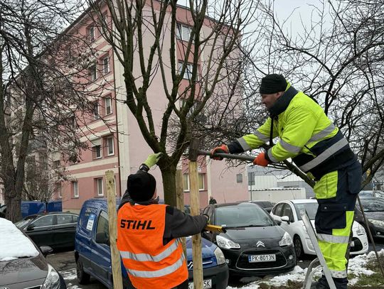 Purpurowa aleja w Kaliszu. Nowe nasadzenia w centrum miasta Purpurowa aleja w Kaliszu. Nowe nasadzenia w centrum miasta