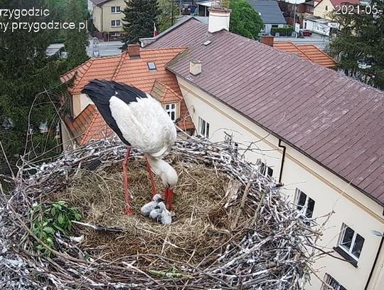 Rodzina w komplecie. Wykluł się trzeci bociek