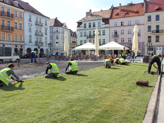 „Rozwijają trawę” przed Ratuszem ZDJĘCIA