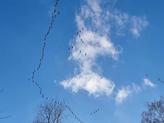 Ruch w naturze. Czy to zwiastuje nadchodzącą wiosnę?