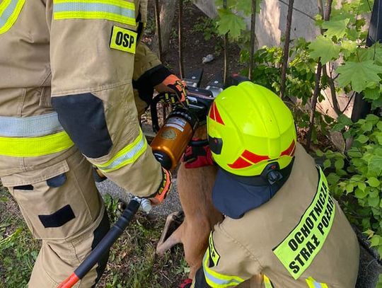 Sarna utknęła między przęsłami ogrodzenia. Pomogli strażacy