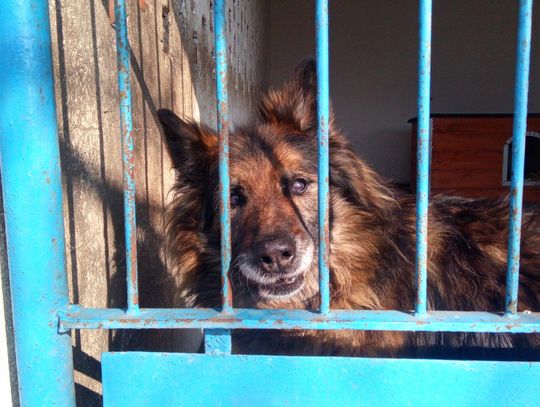 Schorowana Telma w końcu trafi do adopcji. Wiadomo, co jej dolega