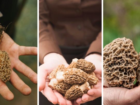 Sezon na grzyby zaczyna się wiosną. Grzybiarze ruszyli na połów