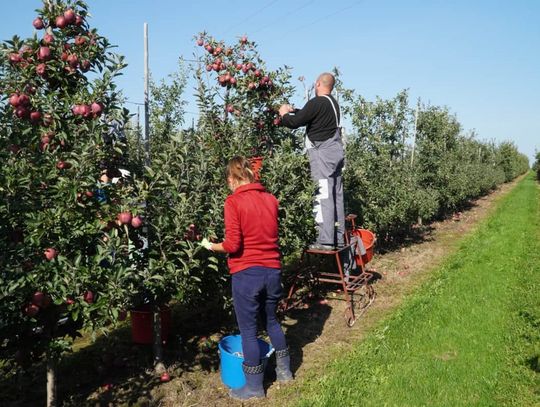 Skąd przylatują i gdzie pracują? Rośnie liczba cudzoziemców