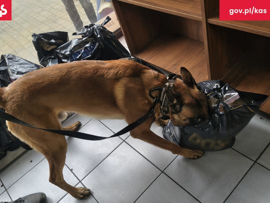 Sklep zamknięty przez służby. „Wywąchała ich” Panda