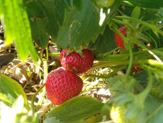 Smak lata. Sezon truskawkowy w pełni, ale długo już nie potrwa ZDJĘCIA