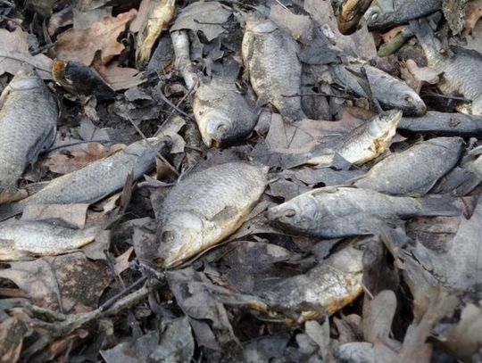 Śnięte ryby w Antoninie – nie ma zagrożenia epidemiologicznego