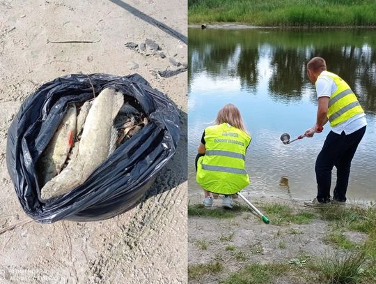 Śnięte ryby w wodzie. Inspektorzy badają, co jest tego przyczyną