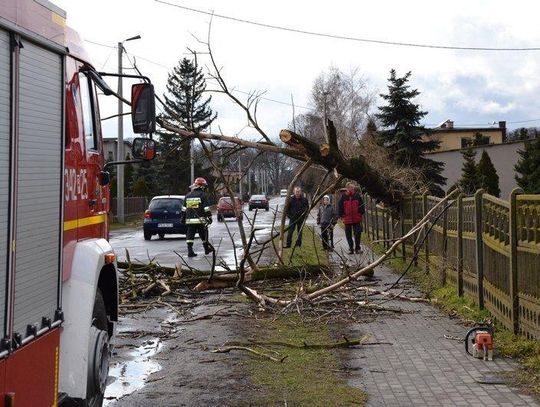 Sporo połamanych drzew- burzowo i wietrznie może być do przez najbliższe godziny