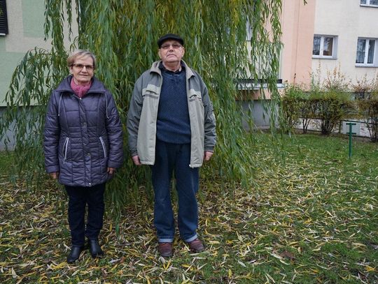 Spór o wierzbę. „Sąsiad z góry nie zrozumie tego z dołu” WIDEO