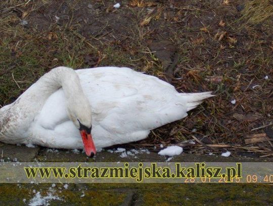 Straż Miejska: łabędzie skatowały łabędzia
