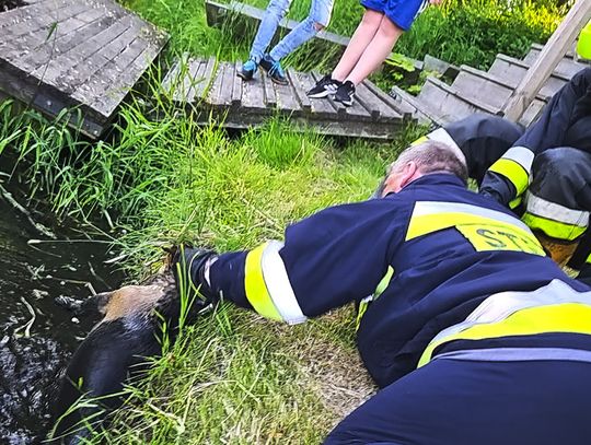 Strażacy z Odolanowa uratowali psa, który wpadł do rzeki Barycz