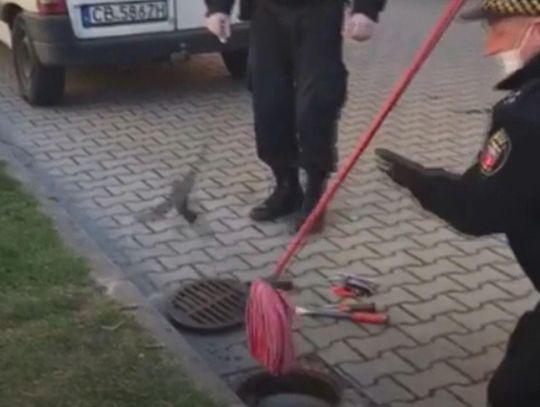 Strażnicy miejscy uzbrojeni w mopa uratowali dwa szpaki WIDEO