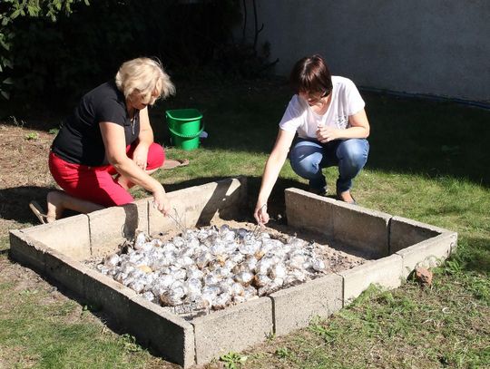 Święto Pieczonego Ziemniaka po raz 5.