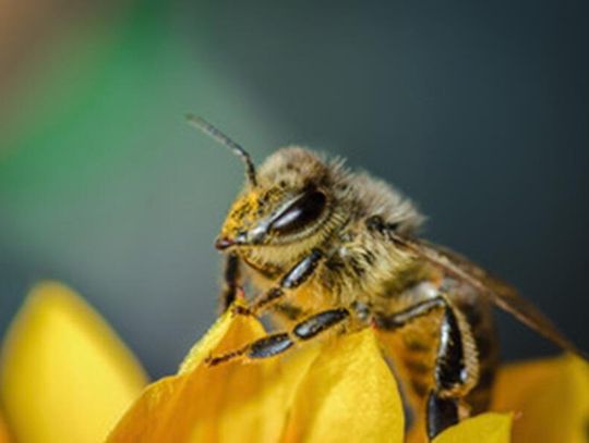 Świętokrzyskie legendy miodem pachnące