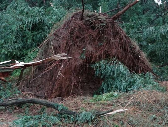 Szacują straty po sierpniowej wichurze. Zniszczonych 36 hektarów lasów