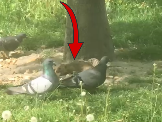 SZCZUR z gołębiami na Kalińcu... "Może to nagranie coś zmieni..." WIDEO