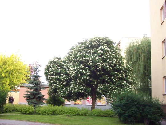 Szubienica na czwartym miejscu. Drzewem Roku rzeszowski czarny bez