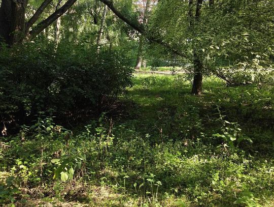 "Ten park przypomina DŻUNGLĘ". Czytelnicy pytają, Miasto odpowiada