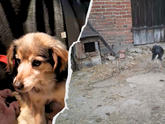 Ten zwierzak spędził 14 lat na łańcuchu. ,,Warunki są wystarczające''