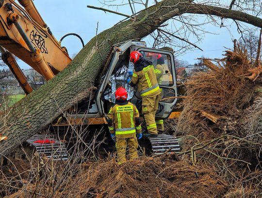 Tragedia podczas wycinki. Drzewo legło na koparkę