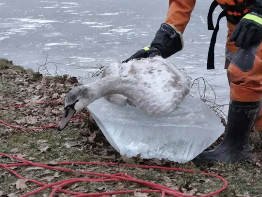 Tragiczna akcja ratunkowa. Martwe łabędzie uwięzione w lodzie