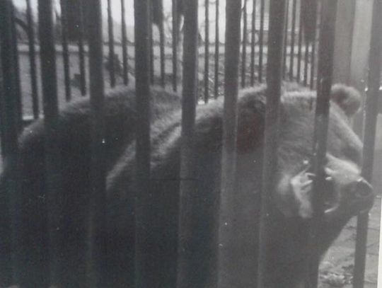 Tragiczny koniec kaliskiego Mini Zoo. Kto pamięta? ZDJĘCIA