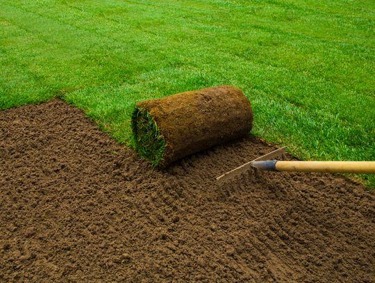 Trawa w rolce – szybki i łatwy sposób na piękny trawnik