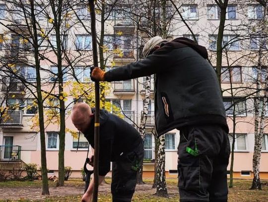 Trwają nasadzenia na ul. Asnyka