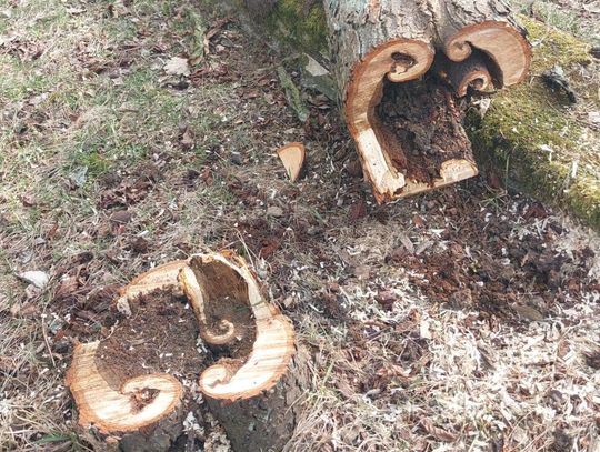 Usuwają stare drzewa. „Decyzja nie jest łatwa” Usuwają stare drzewa. „Decyzja nie jest łatwa”