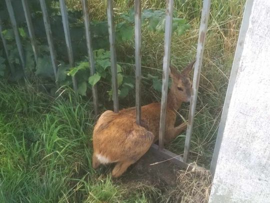 Utknęła między metalowymi prętami ogrodzenia. Pomogli strażacy