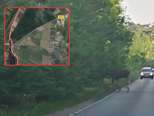 Uwaga, duże zwierzę na drodze. OSTROŻNIE w tych okolicach