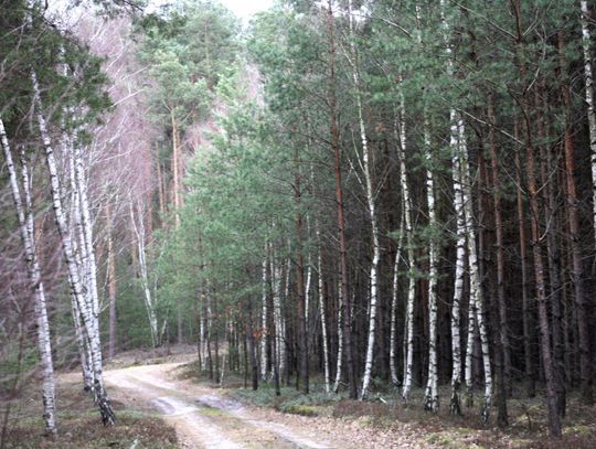 Uwaga! Zakaz wchodzenia do niektórych lasów na terenie Nadleśnictwa Kalisz