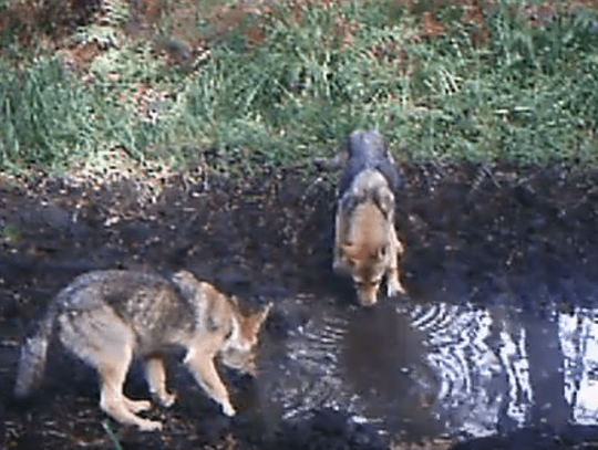 W naszych lasach żyją… wilki! WIDEO