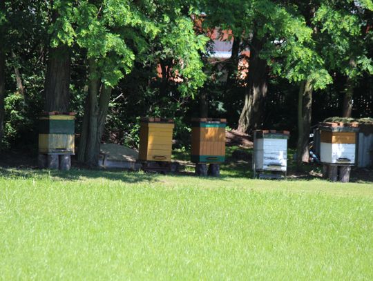 Ważny dzień dla pszczół