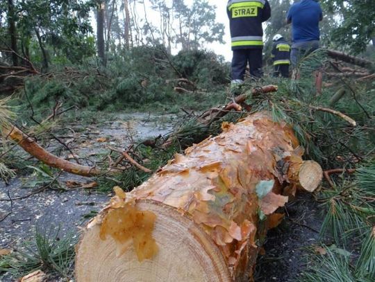 Wichura zniszczyła lasy. Właściciele mogą liczyć na sadzonki