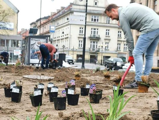 Więcej zieleni na Śródmiejskiej. Dziś sadzono tam nowe krzewy